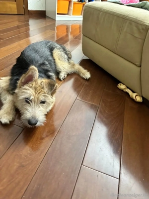 Lustige Jersey verzaubert alle Bild 2