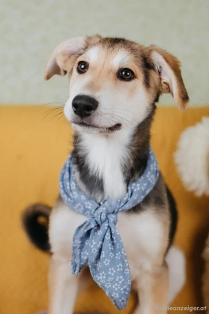 Zuckersüße Luna sucht ihre Familie Bild 2