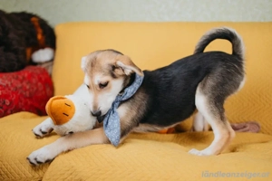 Zuckersüße Luna sucht ihre Familie Bild 3