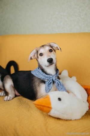 Zuckersüße Luna sucht ihre Familie Bild 5