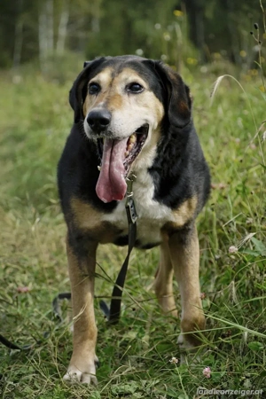 Dania sucht Endplatz für immer Bild 2