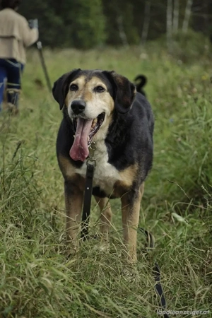 Dania sucht Endplatz für immer Bild 3