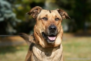 Freundlicher und anhänglicher Grisha sucht Familie Bild 2