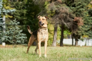 Freundlicher und anhänglicher Grisha sucht Familie