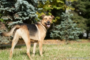 Freundlicher und anhänglicher Grisha sucht Familie Bild 5