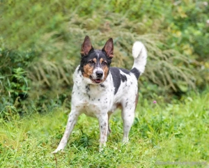 Liebevoller Miron sucht seine Menschen Bild 2