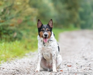 Liebevoller Miron sucht seine Menschen Bild 3