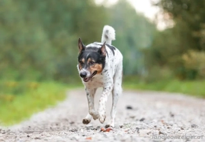 Liebevoller Miron sucht seine Menschen Bild 4