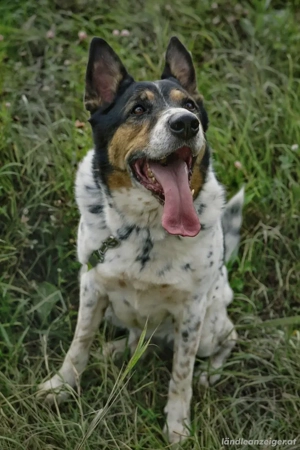 Liebevoller Miron sucht seine Menschen Bild 5