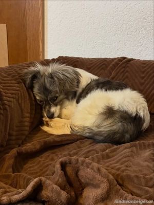 Kaja - eine kleine mit viel Herz Bild 9