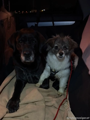 Kaja - eine kleine mit viel Herz Bild 10