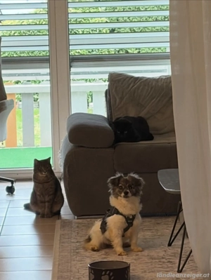 Kaja - eine kleine mit viel Herz Bild 8