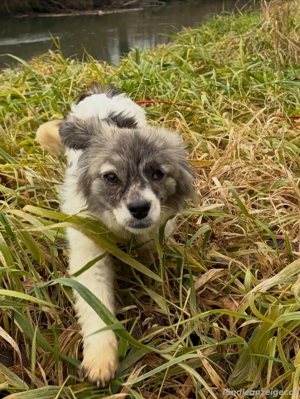 Kaja - eine kleine mit viel Herz Bild 11