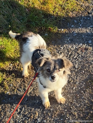 Kaja - eine kleine mit viel Herz Bild 2