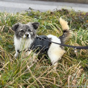 Kaja - eine kleine mit viel Herz Bild 3