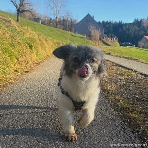 Kaja - eine kleine mit viel Herz Bild 4