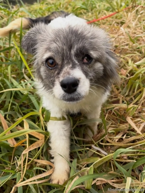 Kaja - eine kleine mit viel Herz Bild 7