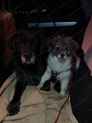 Kaja - eine kleine mit viel Herz Bild 11