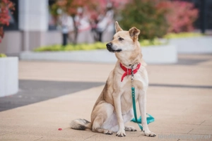 Skye treue Seele sucht .... Bild 4