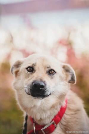 Skye treue Seele sucht .... Bild 3