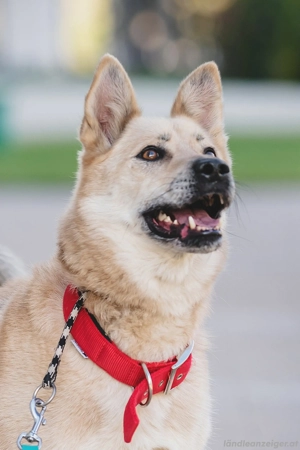 Skye treue Seele sucht .... Bild 2