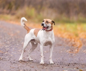 Shonny .. Wer gibt ihm sein für immer zu hause Bild 4