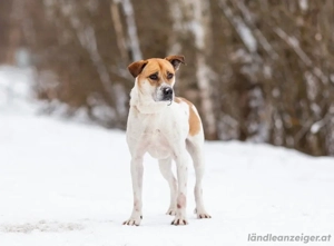 Shonny .. Wer gibt ihm sein für immer zu hause Bild 2