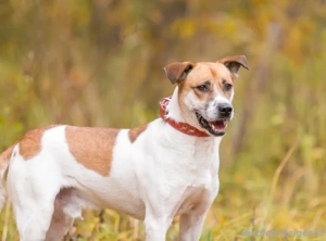 Shonny .. Wer gibt ihm sein für immer zu hause