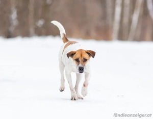 Shonny .. Wer gibt ihm sein für immer zu hause Bild 3