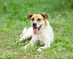 Shonny .. Wer gibt ihm sein für immer zu hause Bild 5