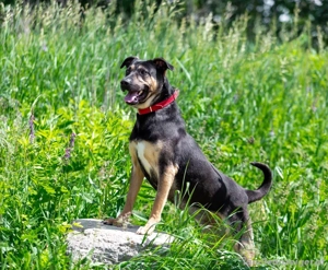 Sean sucht seine Begleiter fürs leben Bild 2