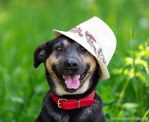 Sean sucht seine Begleiter fürs leben Bild 3