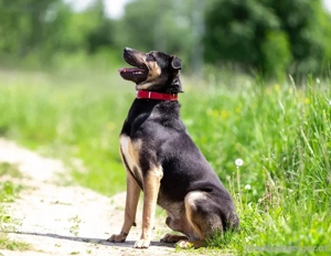 Sean sucht seine Begleiter fürs leben Bild 5