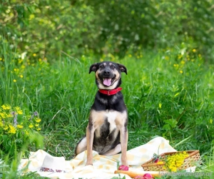Sean sucht seine Begleiter fürs leben Bild 6
