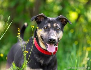 Sean sucht seine Begleiter fürs leben Bild 4