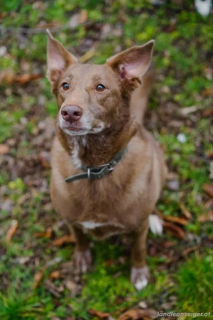 Hündin Archie sucht ein Zuhause Bild 4