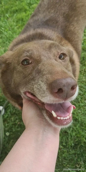 Hündin Archie sucht ein Zuhause Bild 5