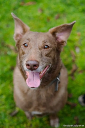 Hündin Archie sucht ein Zuhause Bild 3