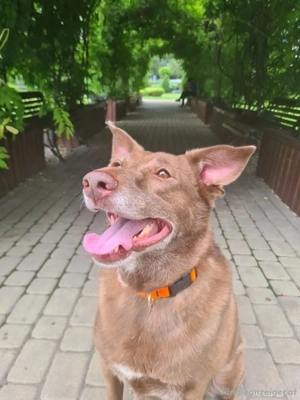 Hündin Archie sucht ein Zuhause Bild 6