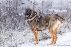 Vasilisa sucht ein Zuhause Bild 4