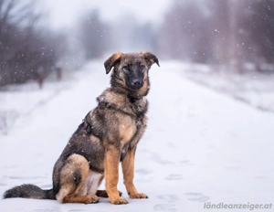 Vasilisa sucht ein Zuhause Bild 2