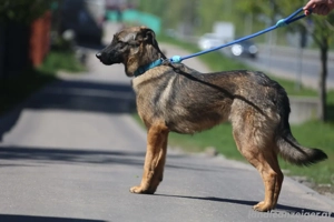 Vasilisa sucht ein Zuhause Bild 5