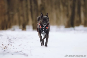 Ziganka sucht liebevolles zu hause Bild 3