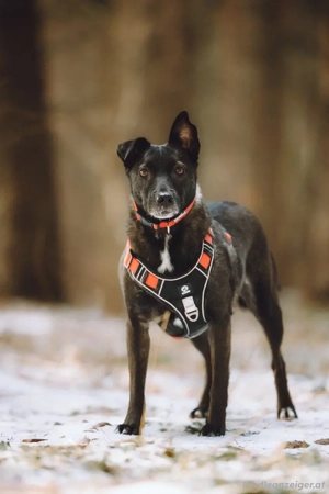 Ziganka sucht liebevolles zu hause Bild 4