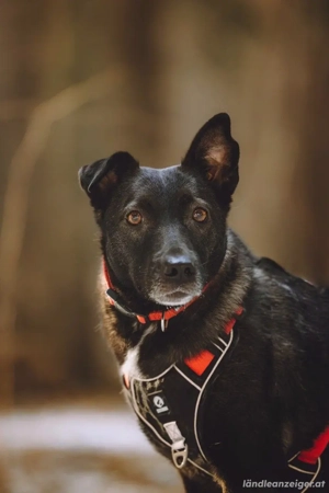 Ziganka sucht liebevolles zu hause Bild 5