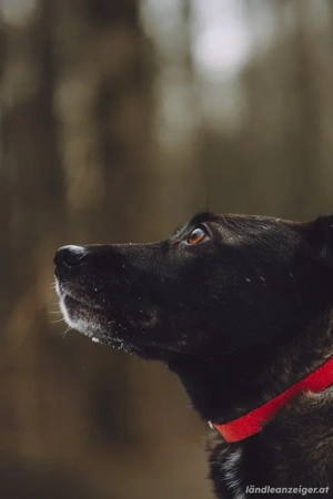 Ziganka sucht liebevolles zu hause Bild 2