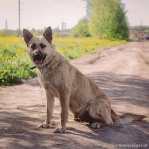 Wunderschöne Linda sucht Bild 5