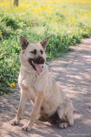 Wunderschöne Linda sucht Bild 4