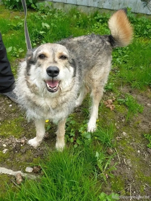 Wuschel Marta wartet auf ihre Menschen Bild 2