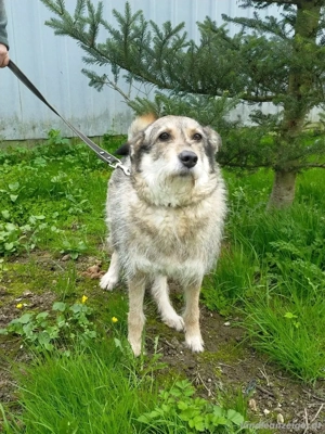 Wuschel Marta wartet auf ihre Menschen Bild 5